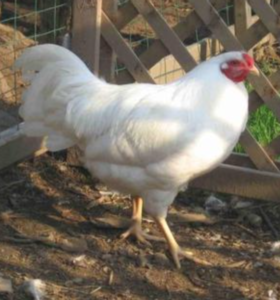 poule Chanteclerc oeuf blanc